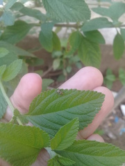 Salticidae