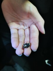 Eucryptorrhynchus scrobiculatus