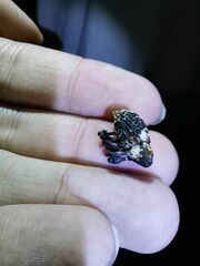 Eucryptorrhynchus scrobiculatus