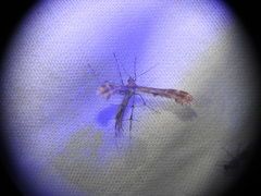 Oxyptilus pilosellae