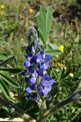 Lupinus cosentinii