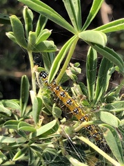 Uresiphita reversalis