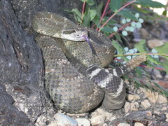 Crotalus oreganus oreganus