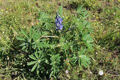 Lupinus cosentinii