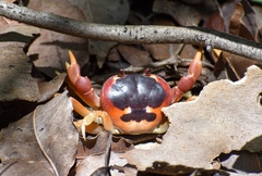 Gecarcinus lateralis
