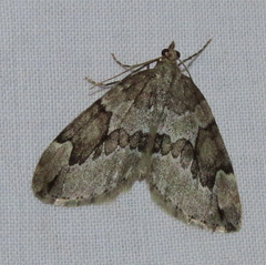 Thera juniperata