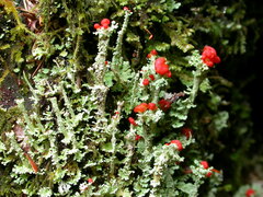 Cladonia
