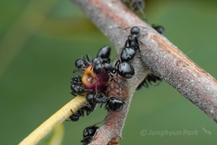 Dolichoderus taschenbergi