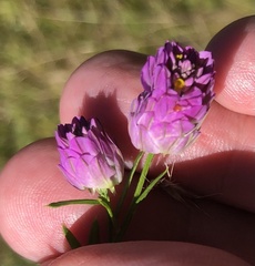 Polygala sanguinea