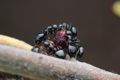 Dolichoderus taschenbergi