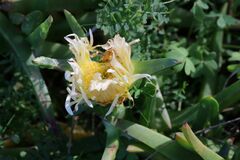 Carpobrotus edulis edulis