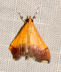 Pyrausta bicoloralis