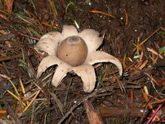 Geastrum