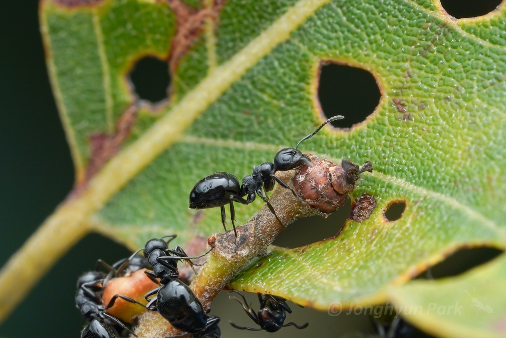 Taschenberg's Odorous Ant
