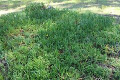 Carpobrotus edulis edulis