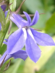 Lobelia