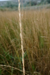 Thinopyrum elongatum