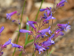 Penstemon heterodoxus