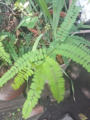 Eysenhardtia polystachya