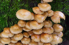 Kuehneromyces mutabilis