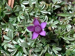 Gentianella germanica