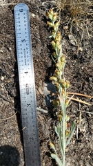 Artemisia spiciformis