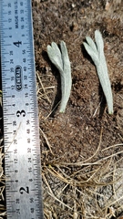 Artemisia spiciformis