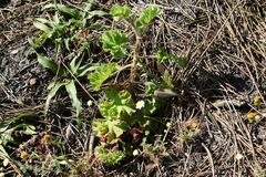 Pelargonium capitatum