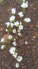 Nolana baccata