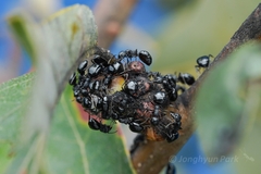 Dolichoderus taschenbergi