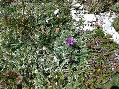Gentianella germanica