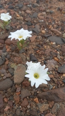 Nolana baccata