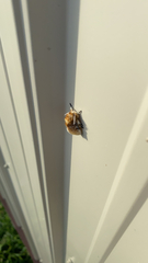 Megalopyge opercularis