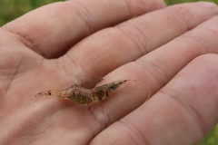 Palaemon paludosus