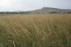 Thinopyrum elongatum