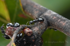 Dolichoderus taschenbergi