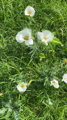 Argemone albiflora
