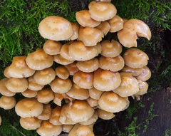 Kuehneromyces mutabilis