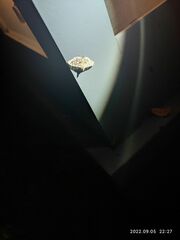 Glyphodes onychinalis