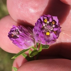 Polygala sanguinea