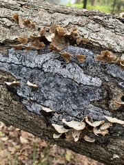 Biscogniauxia atropunctata