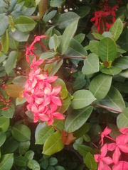 Frieseomelitta paupera