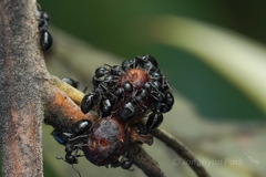 Dolichoderus taschenbergi