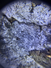 Biscogniauxia atropunctata