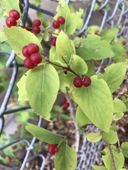Lonicera utahensis
