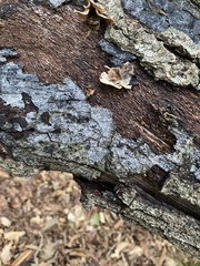 Biscogniauxia atropunctata