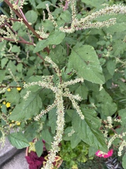 Amaranthus spinosus