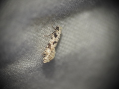 Nemapogon variatella