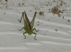 Conocephalus fasciatus