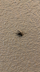 Gryllus pennsylvanicus